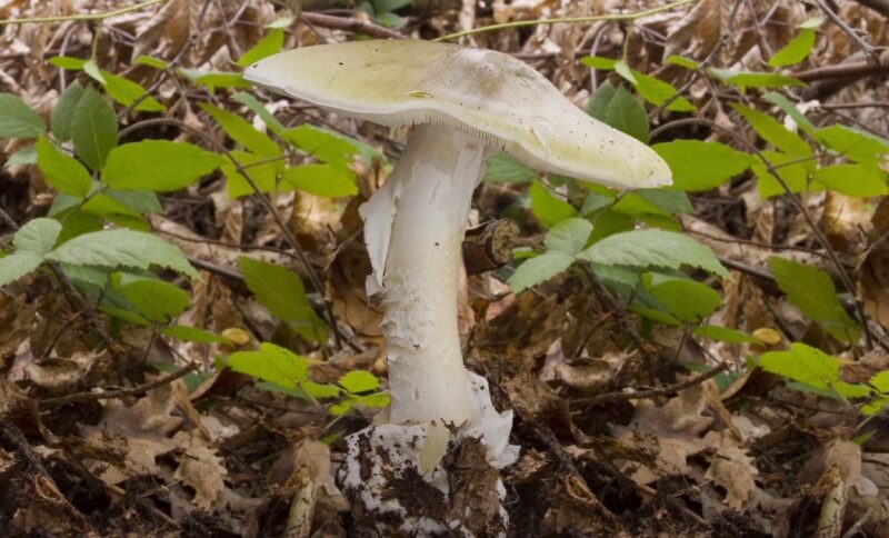 Is Death Cap the deadliest mushroom
